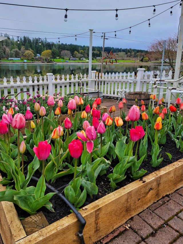 Your Guide to Tulip Care and Maintenance