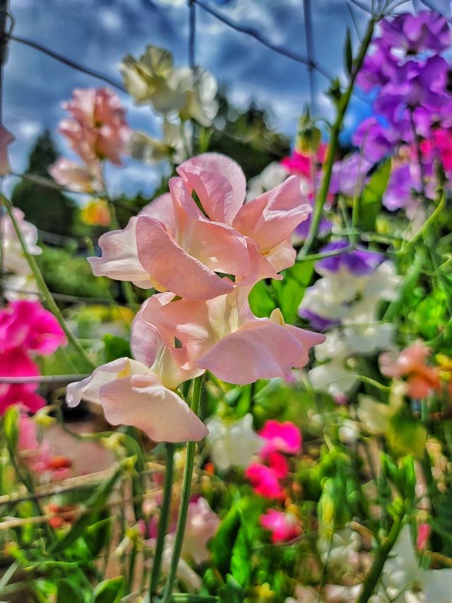 Why You Should Plant Sweet Peas in Your Garden