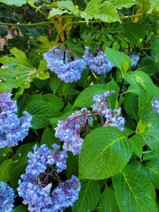 cropped-wilted-hydrangea-SQ-1200.jpg