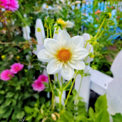 Maintaining a Cut Flower Garden for Beginners