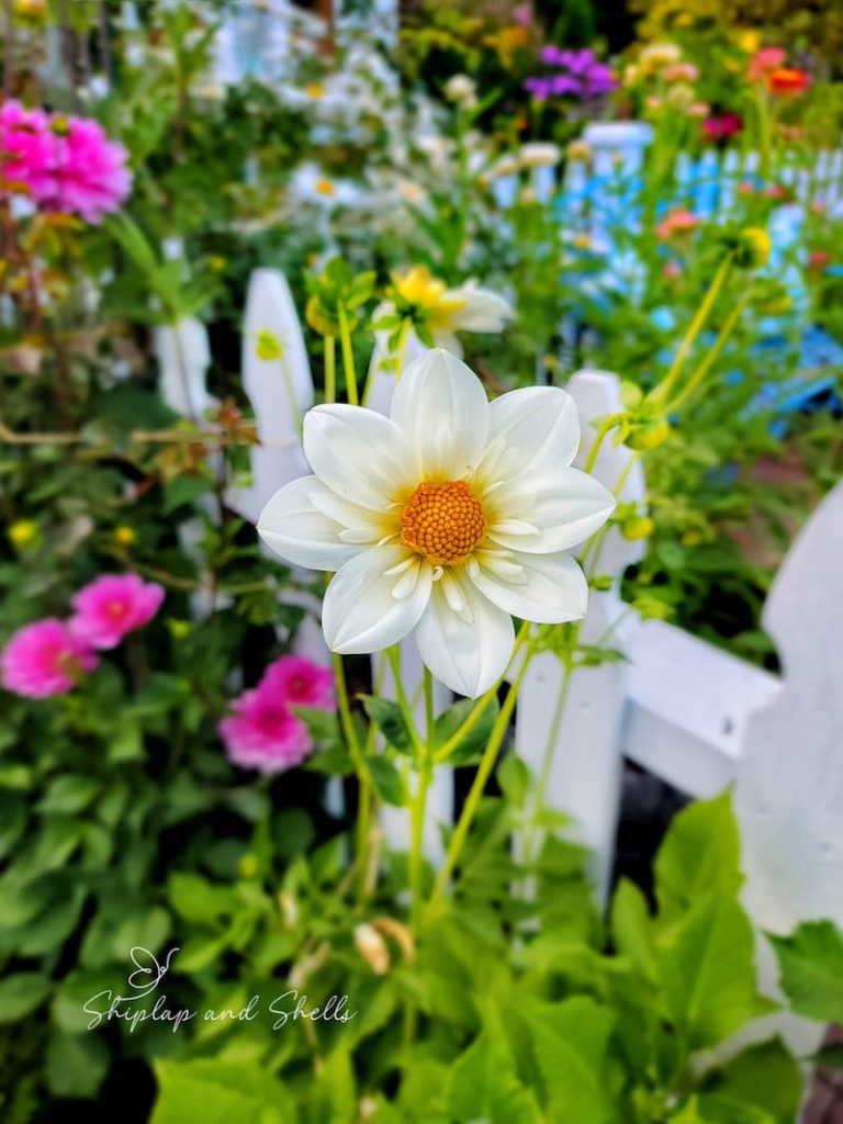 white dahlia with yellow center in cut flower garden