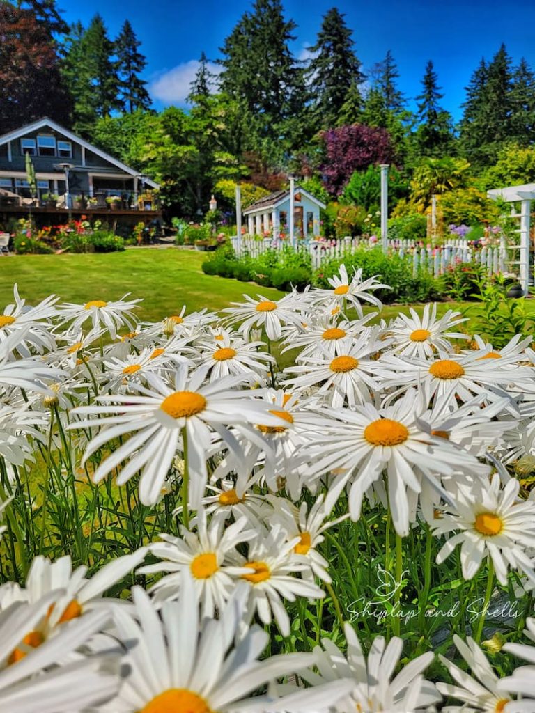 daisies growing in front of a cottage