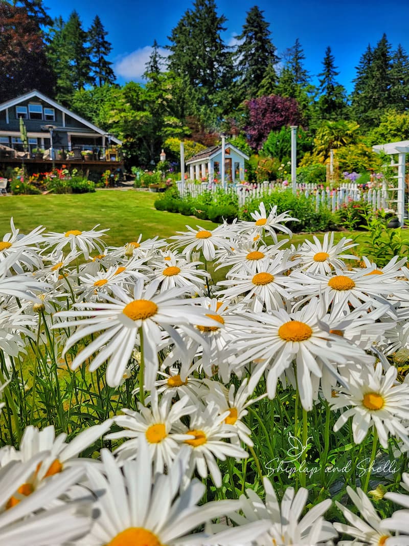 daisies growing in the cottage garden