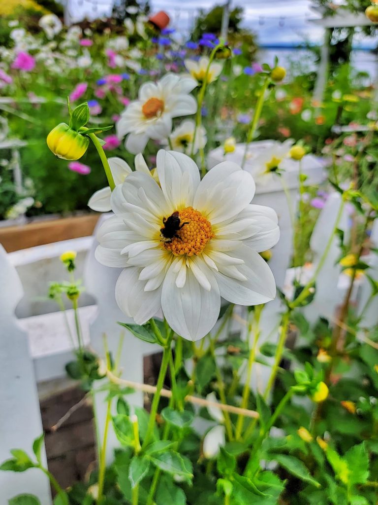 white dahlia with yellow center with bumble bee pollinating