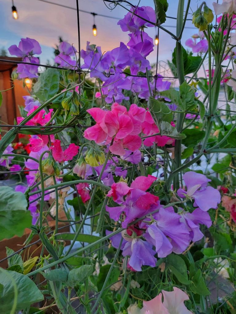 flower companion planting: purple and fuchsia sweet peas in the cut flower garden