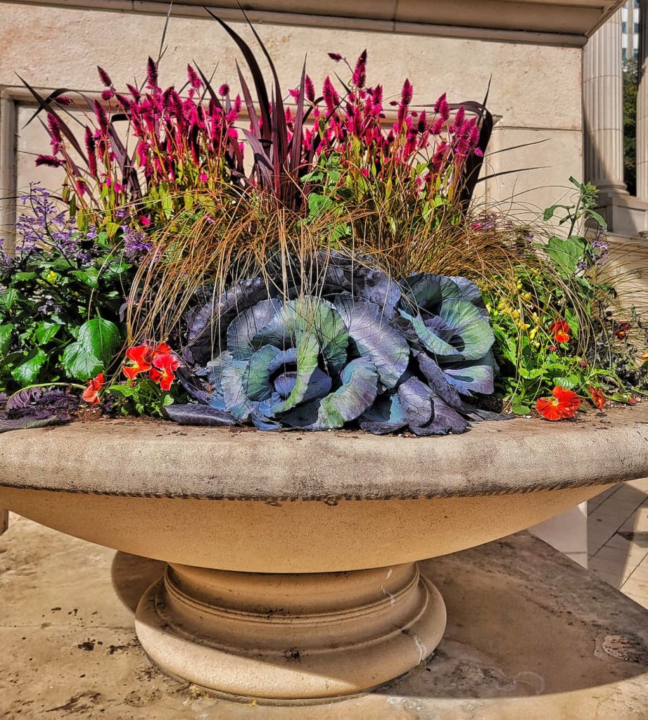 fall blooming plants: in a container