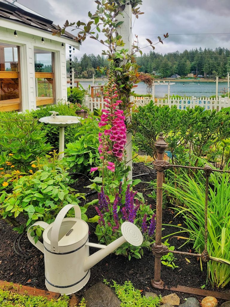 Watering your garden efficiently: foxglove plant with watering can