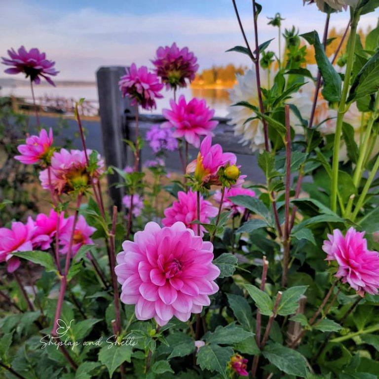 How to Support Garden Flowers to Keep Them from Falling Over Shiplap