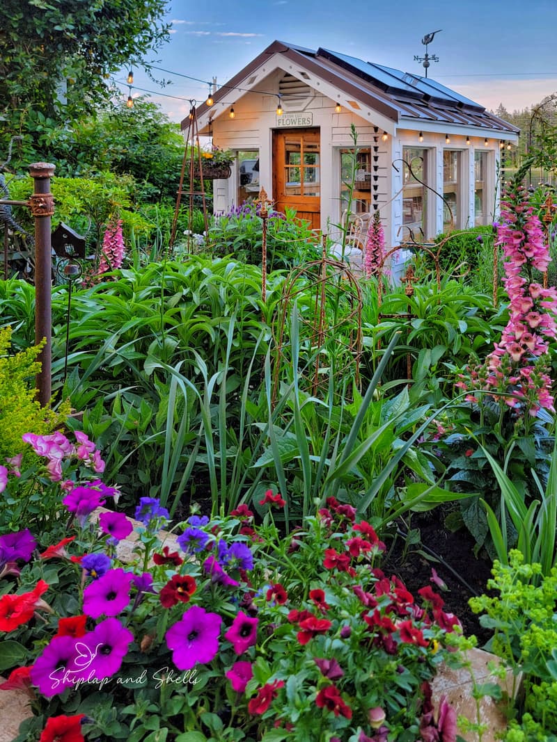 greenhouse and cottage garden with purple tomes of petunias and pansies