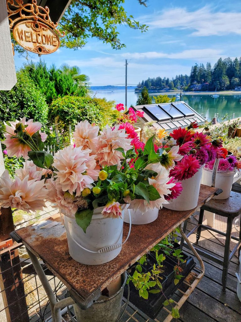 harvested dahlias