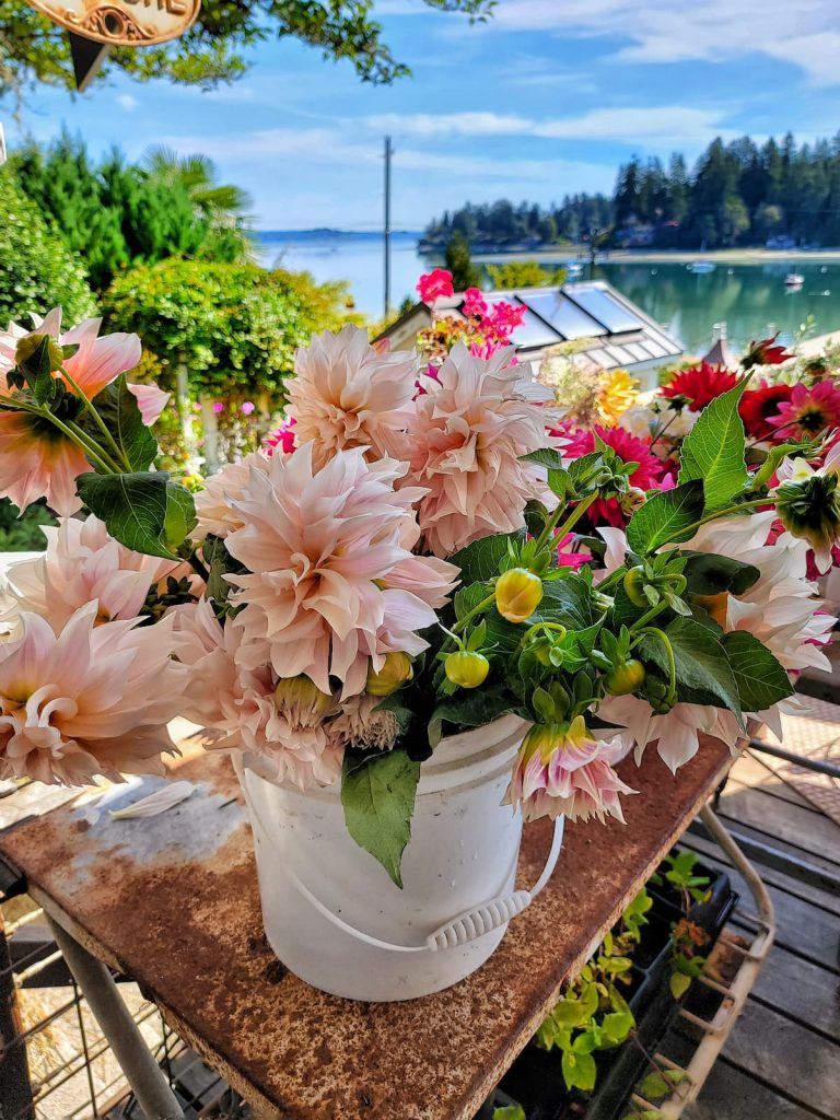 cafe au lait dahlias in buckets of water after harvesting