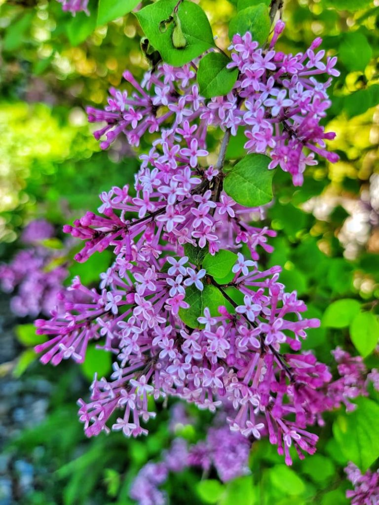 purple lilac blossoms on the tree