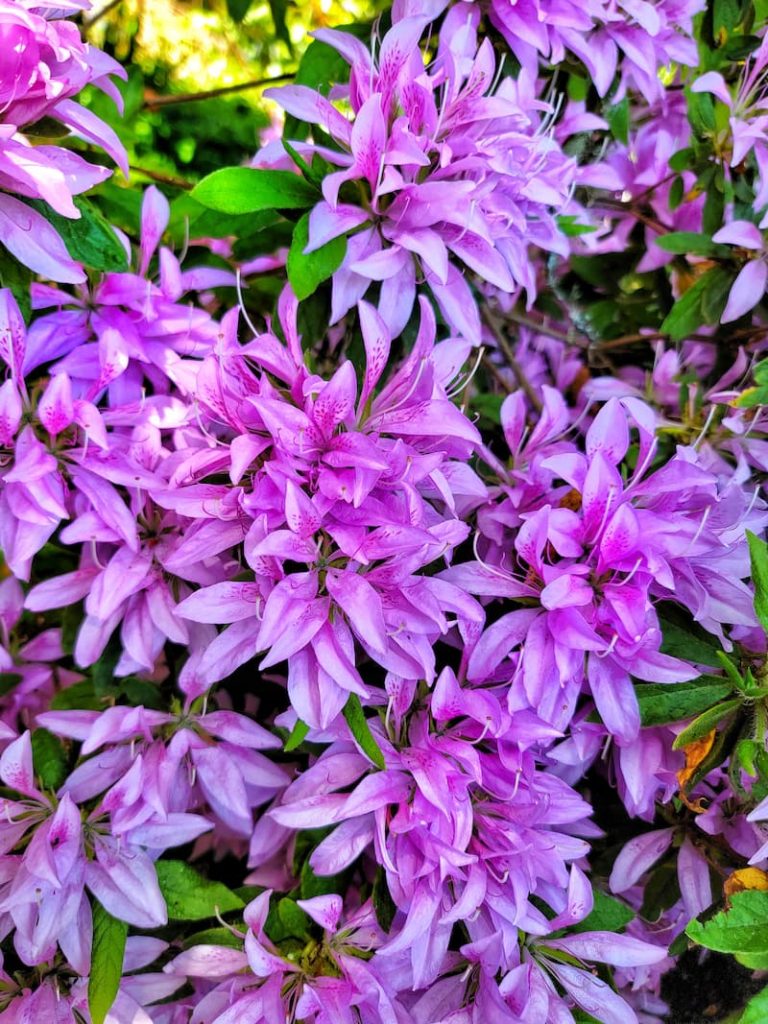 purple azalea blooms