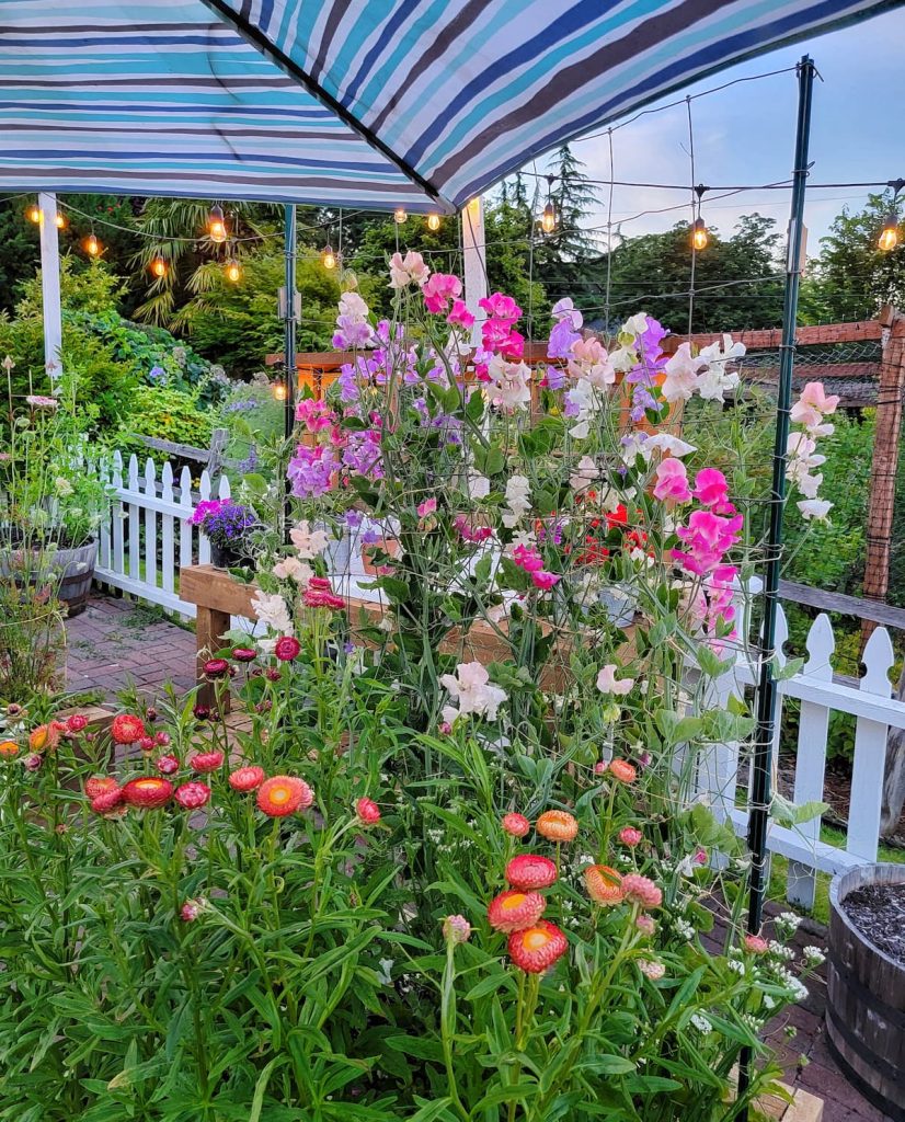Planning Your Garden from Last Year: colorful sweet peas and strawflowers in garden