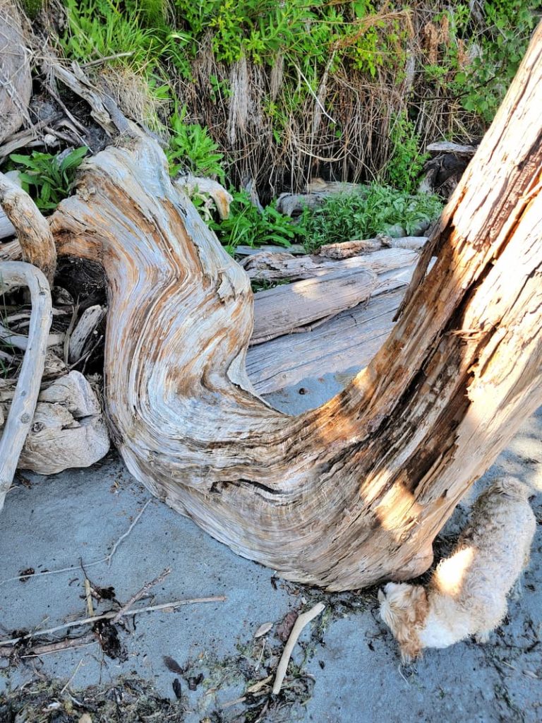 deformed tree on the sandy beach