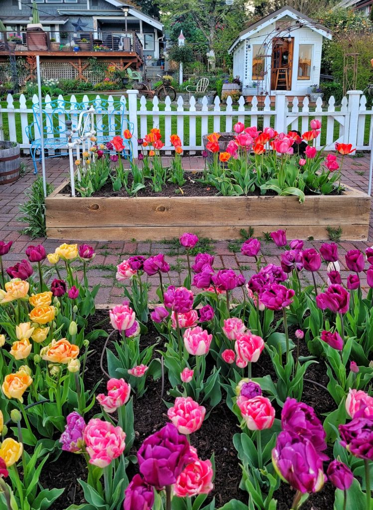 spring gardening checklist: raised beds with tulips growing in the garden