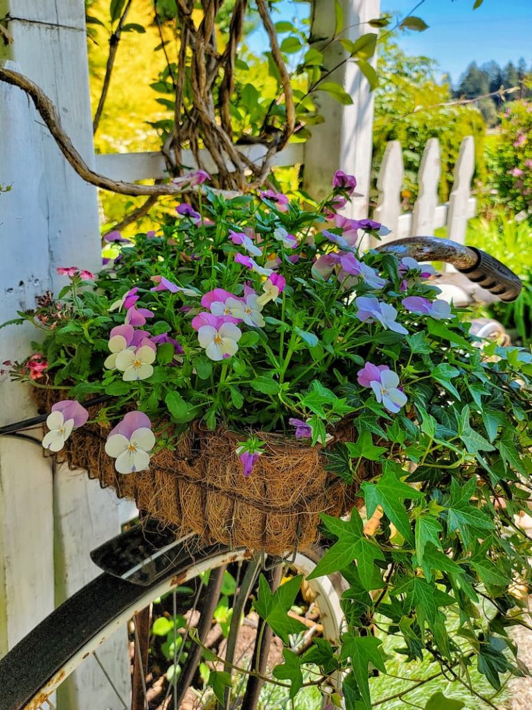 bike basket filled with white and purple violas and ivy