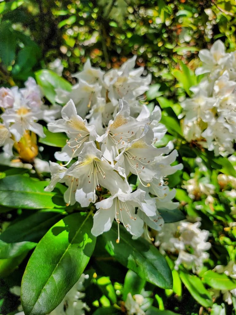 white rhododendron