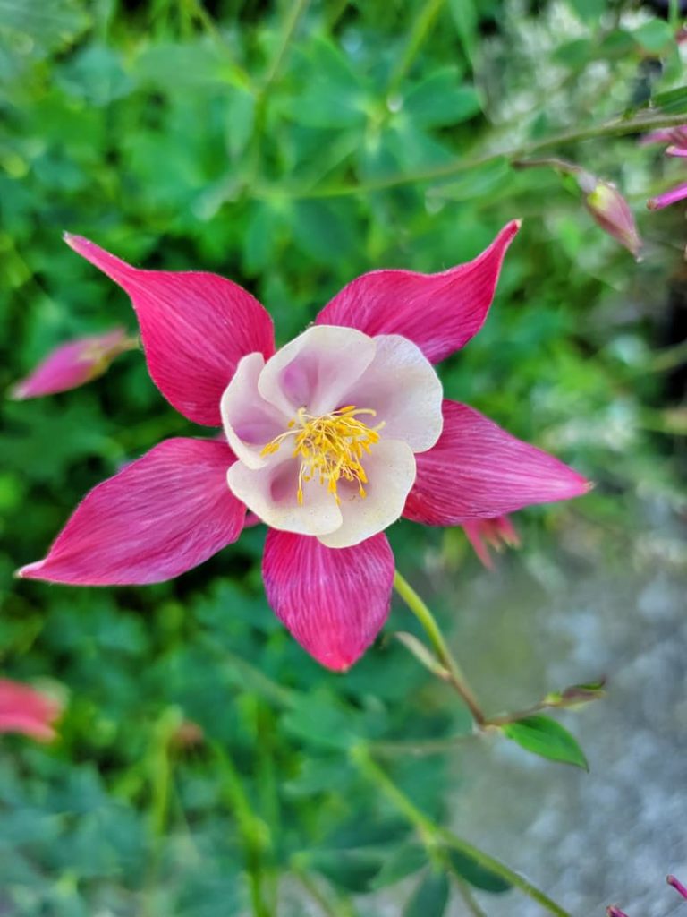pink columbine flower head