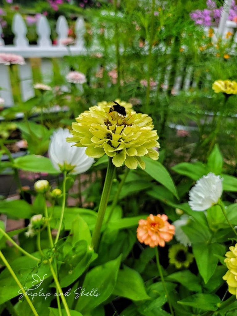 attract pollinators to the garden:  zinnia with bumble bee