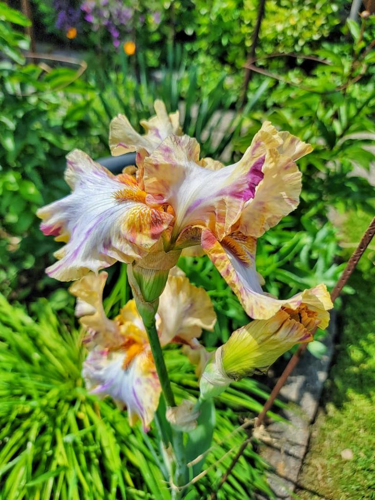 Breck's Bulbs Toucan Tango Bearded Irises