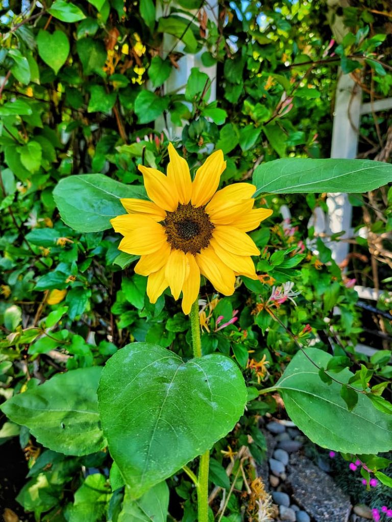 Greenburst sunflowers