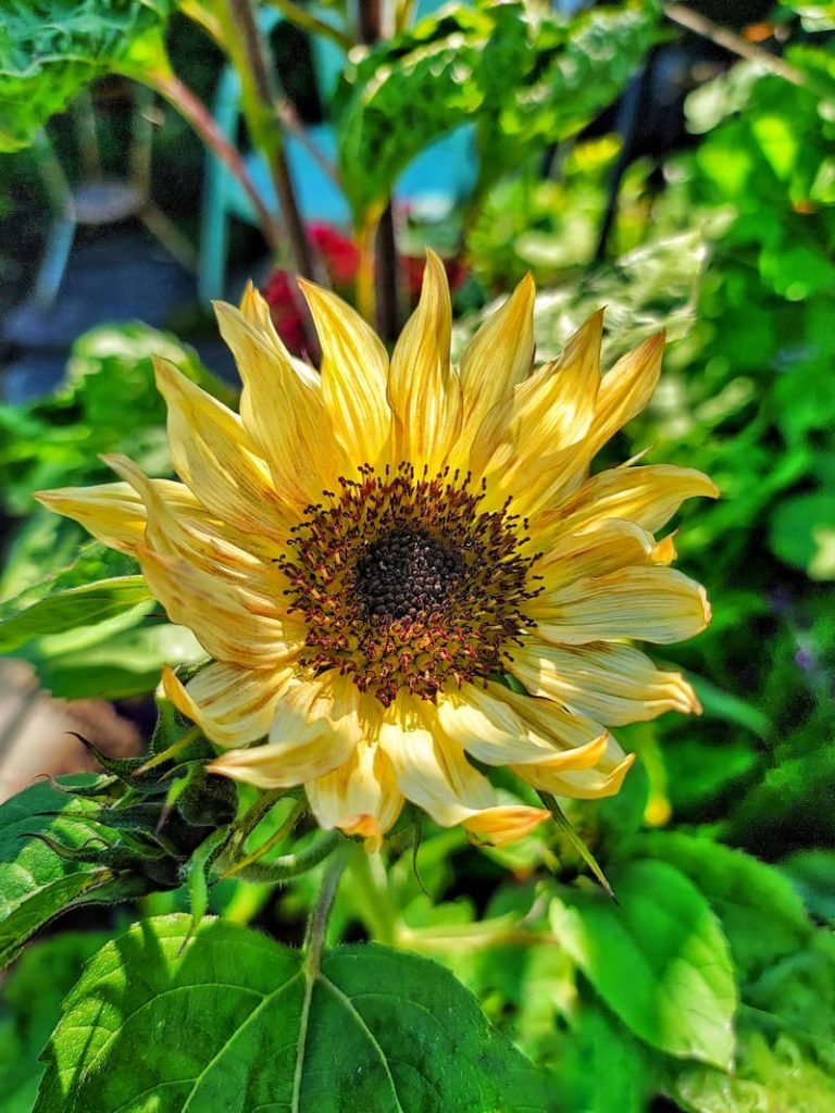 sunflowers in the late summer garden
