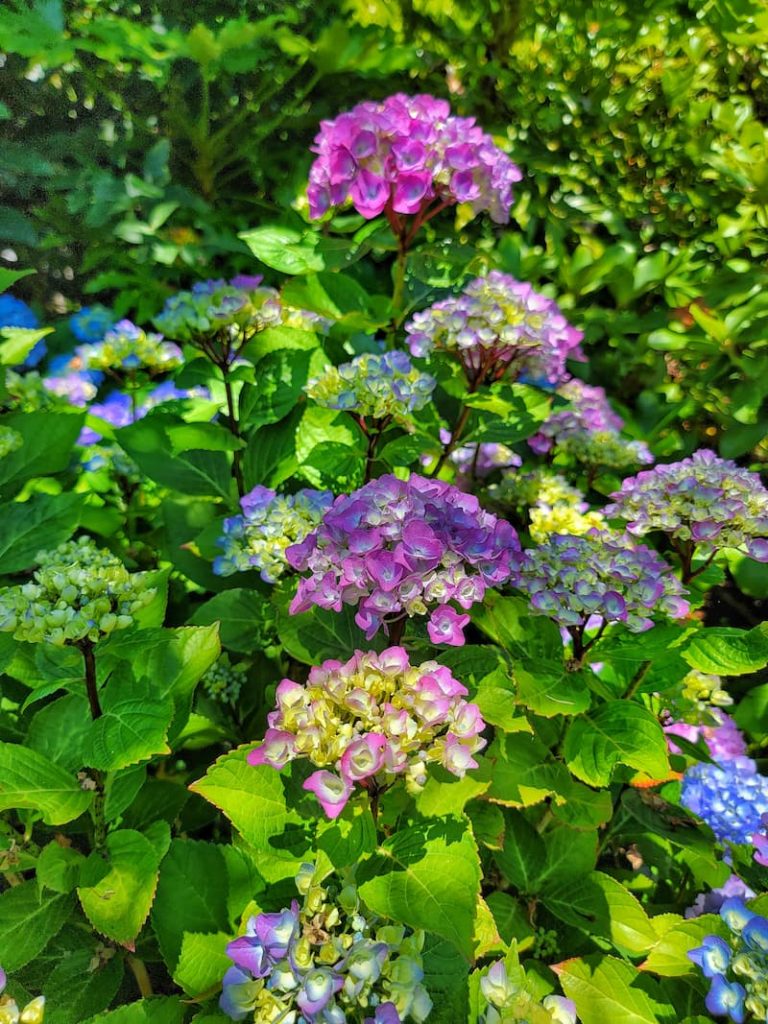 early summer garden purple and blue hydrangeas just blooming