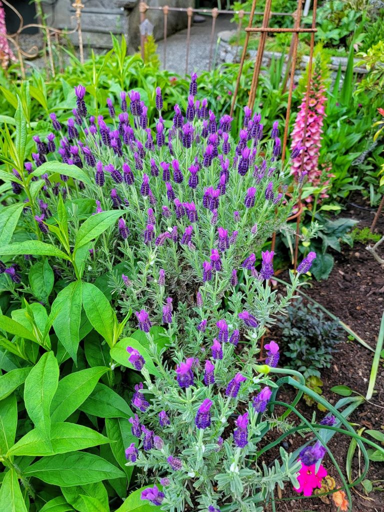 lavender growing in the garden