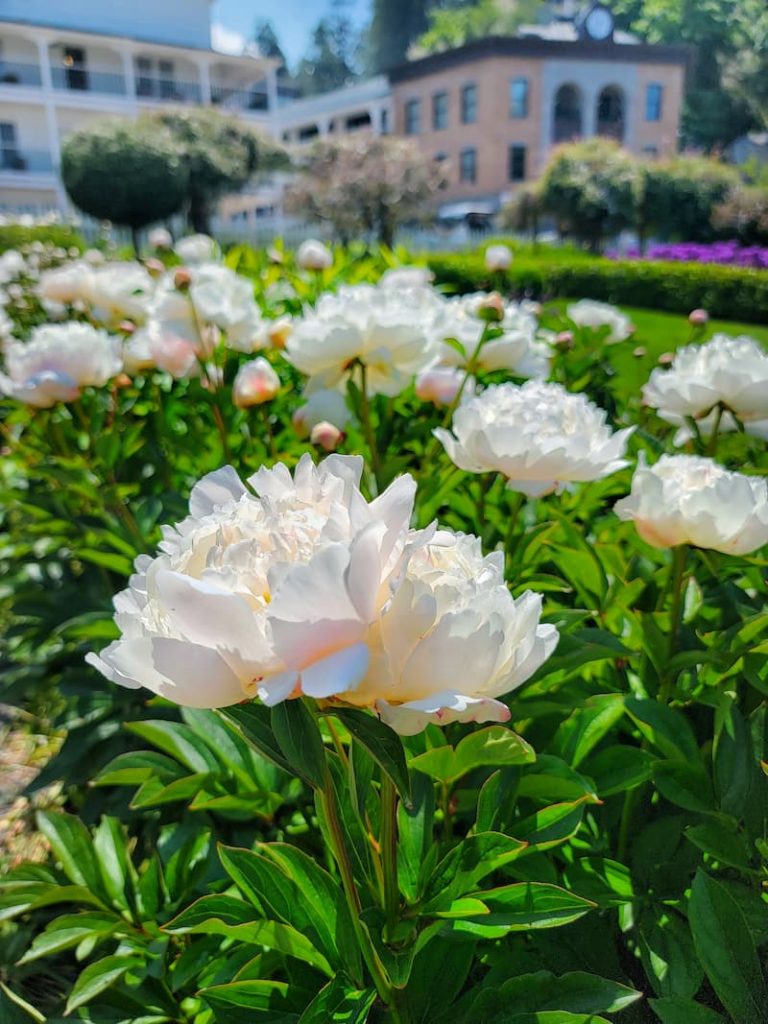 white and light pink peonies blooming in the garden