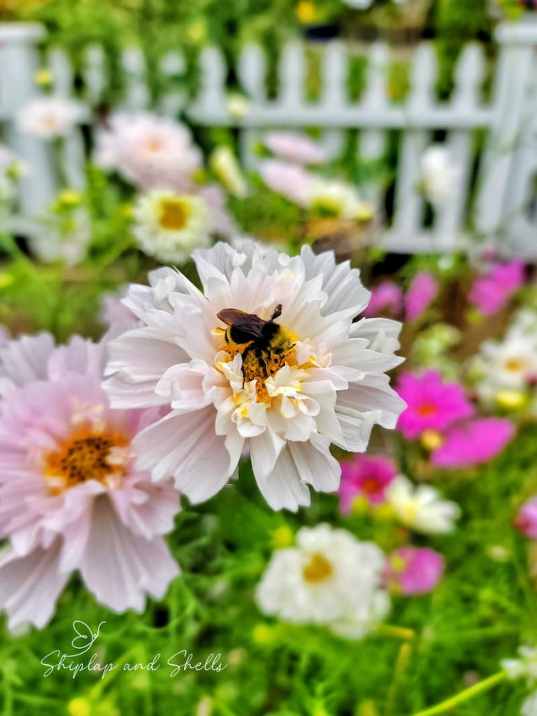 light pink cosmos with bees