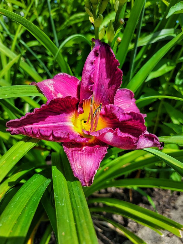 berry colored daylilies growing in the mid summer garden