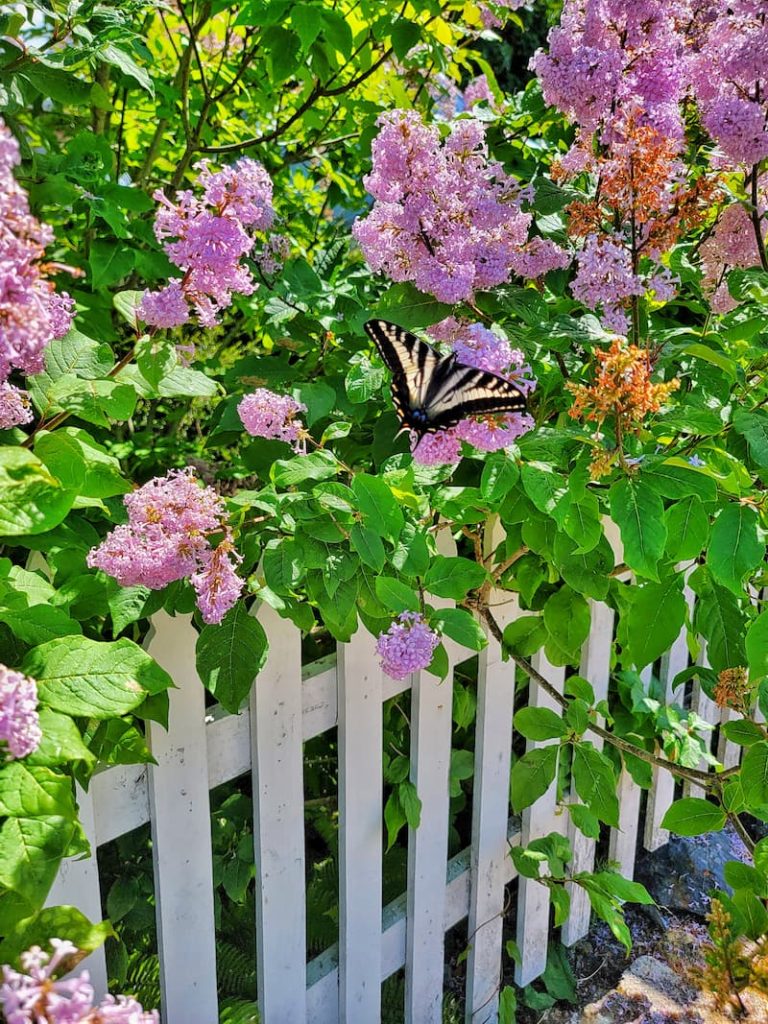 white picket fence and lilacs growing with butterfly