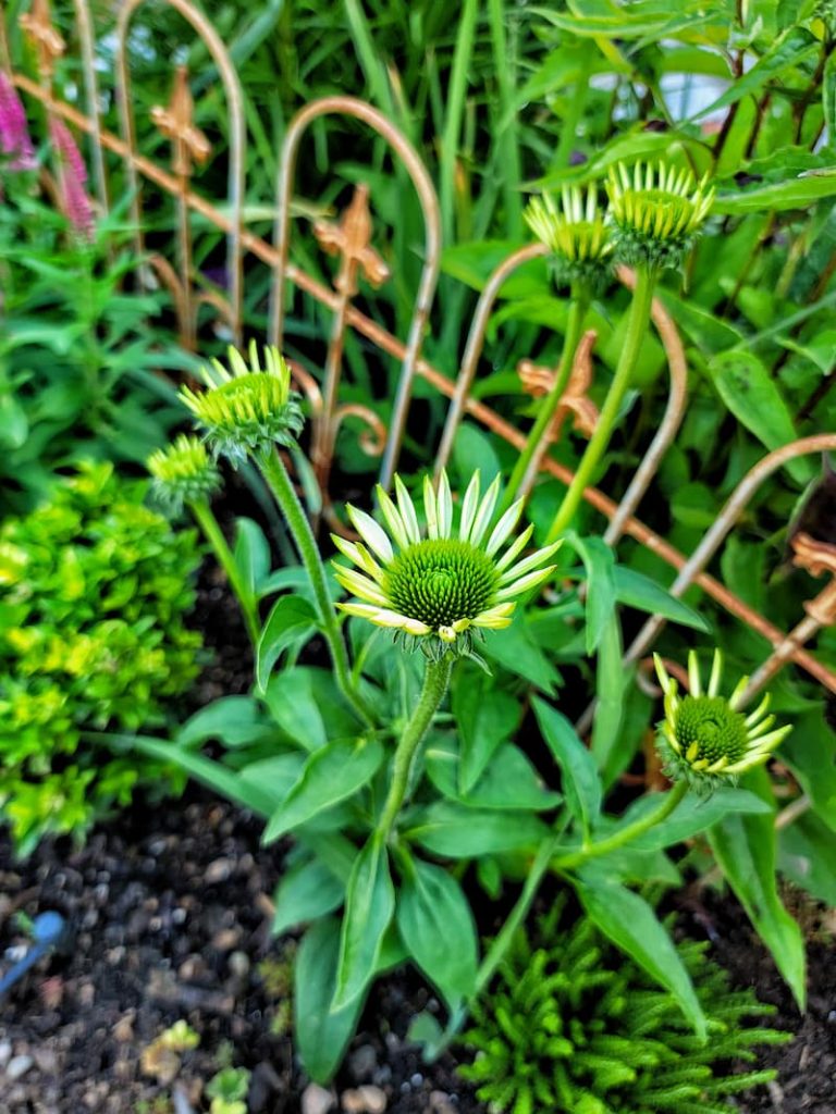 early summer garden with white coneflowers just starting to bloom