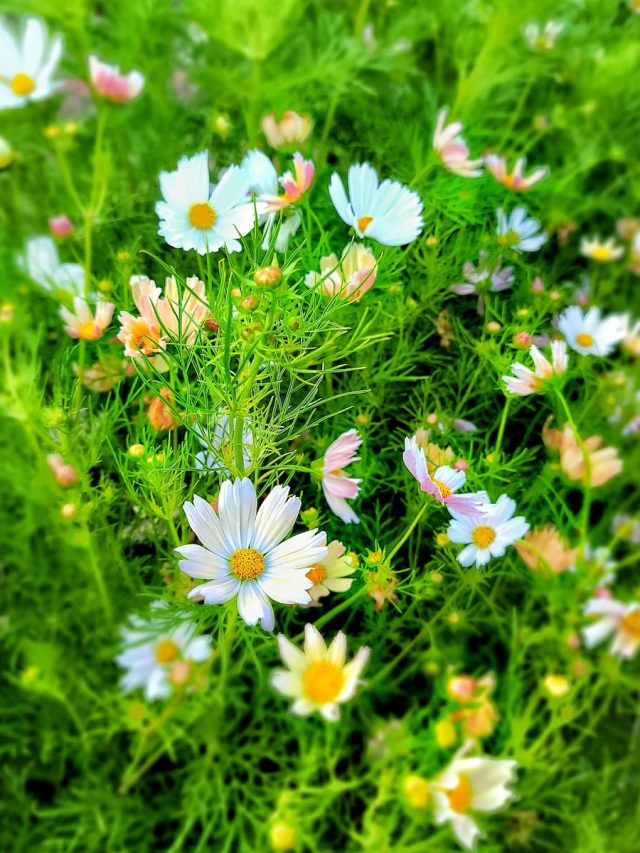 cropped-early-summer-cosmos-blooms-SQ-1200.jpg