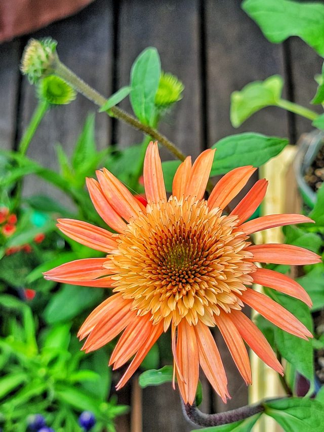 cropped-orange-coneflower-SQ-1200.jpg