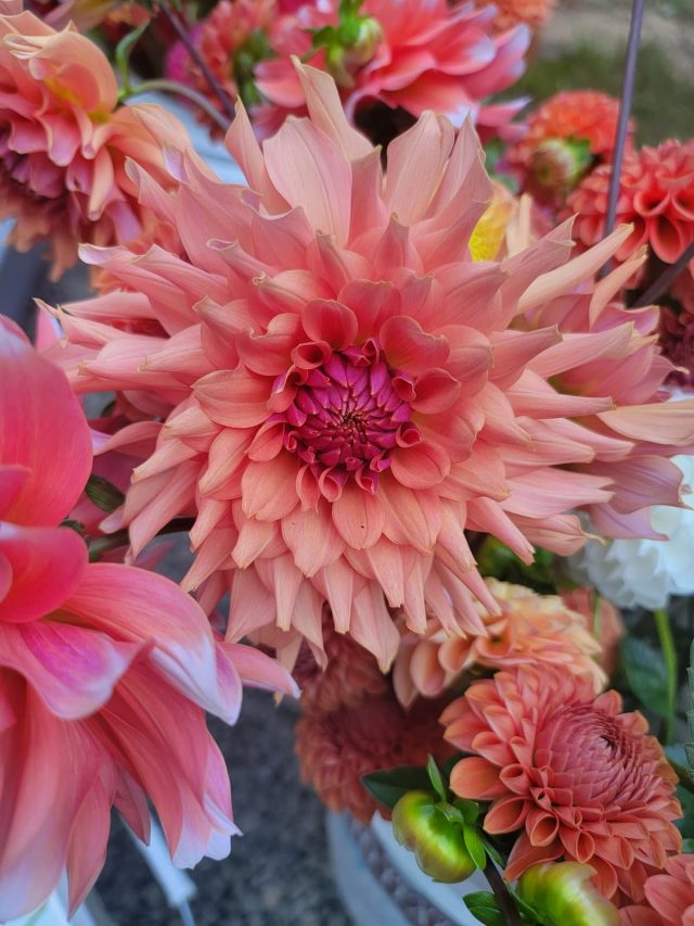 cropped-pink-and-rose-shades-of-dahlias-SQ-1200.jpg