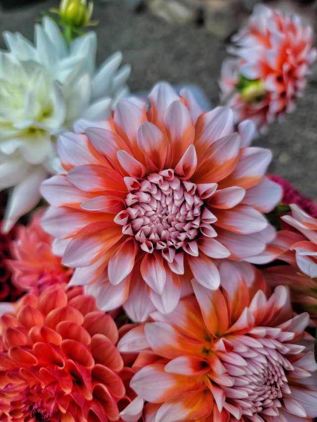 cropped-white-and-orange-dahlia-SQ-1200.jpg