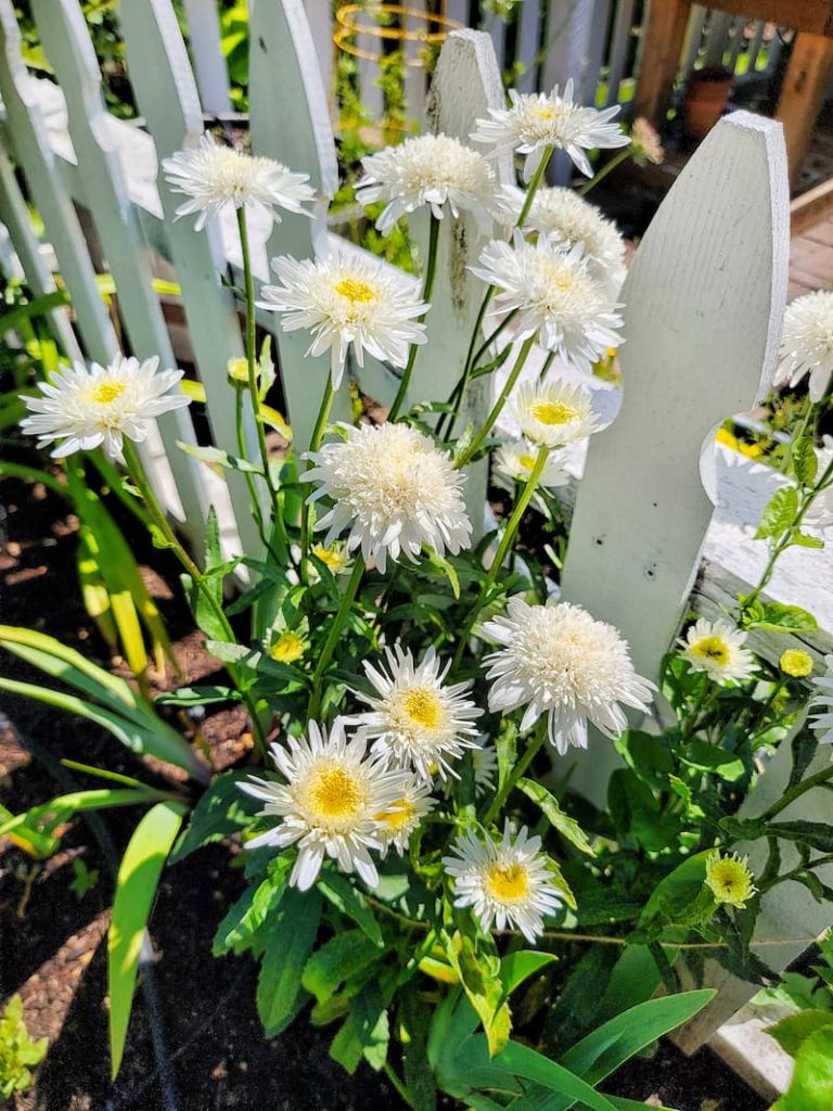 garden organic pest control: white daisies