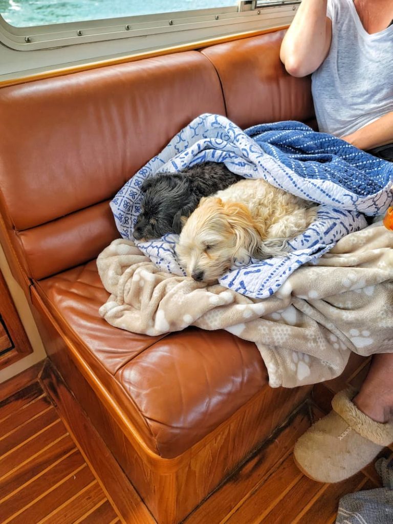 dogs sleeping on the boat