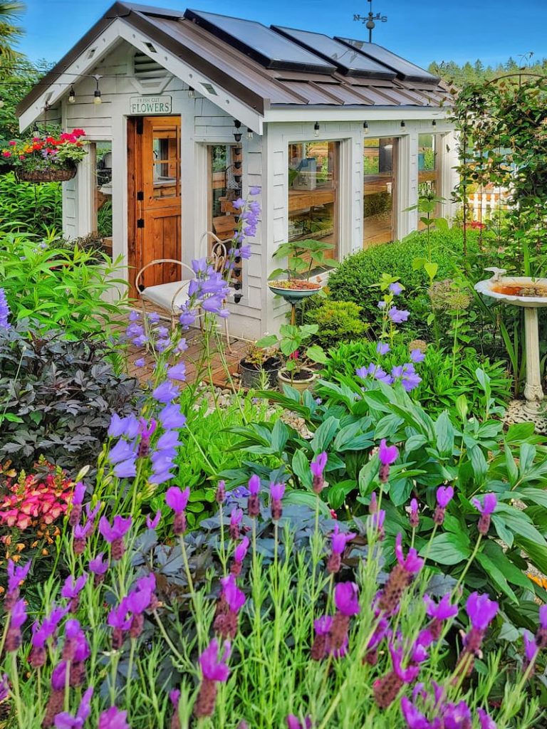 greenhouse garden with lavender and cananula