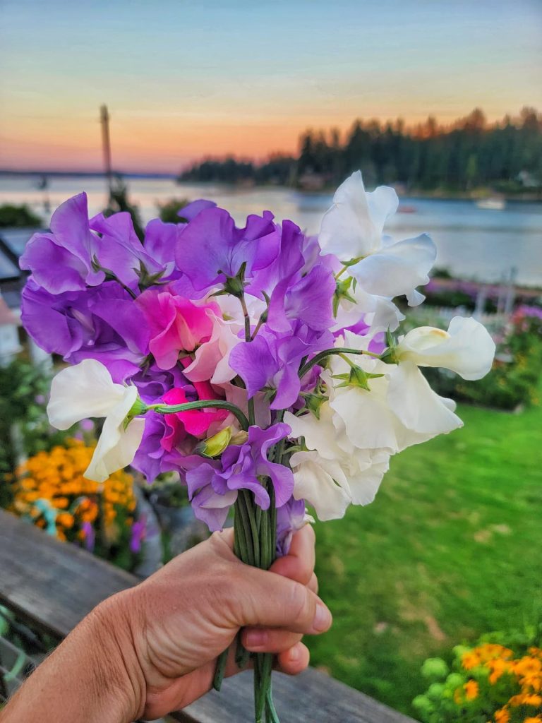 purple, fuchsia, and white sweet peas after harvest