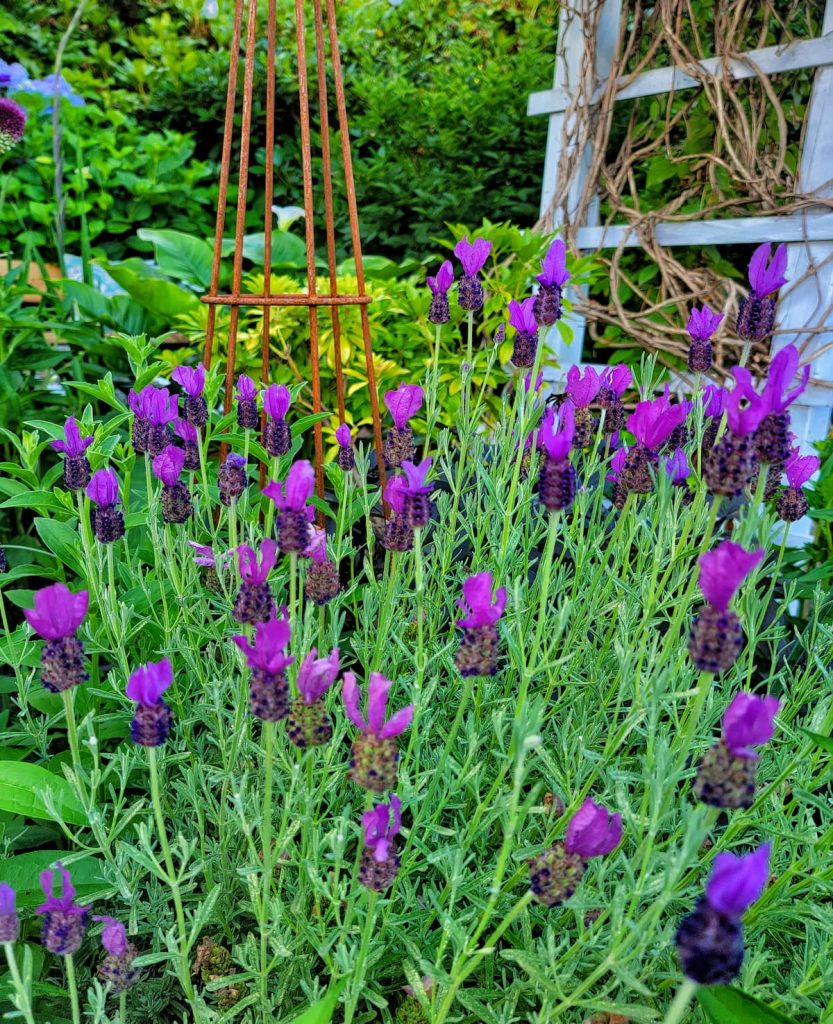 flower companion planting: purple lavender growing in the garden