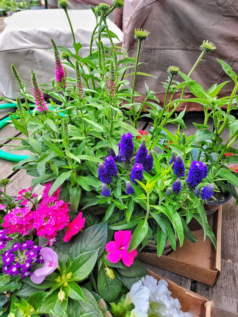 Cut Flower Garden Dos and Don’ts for Beginners - Shiplap and Shells