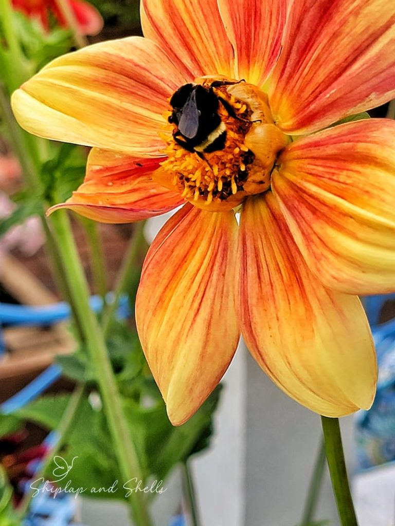 orange-yellow dahlia with bumble bee