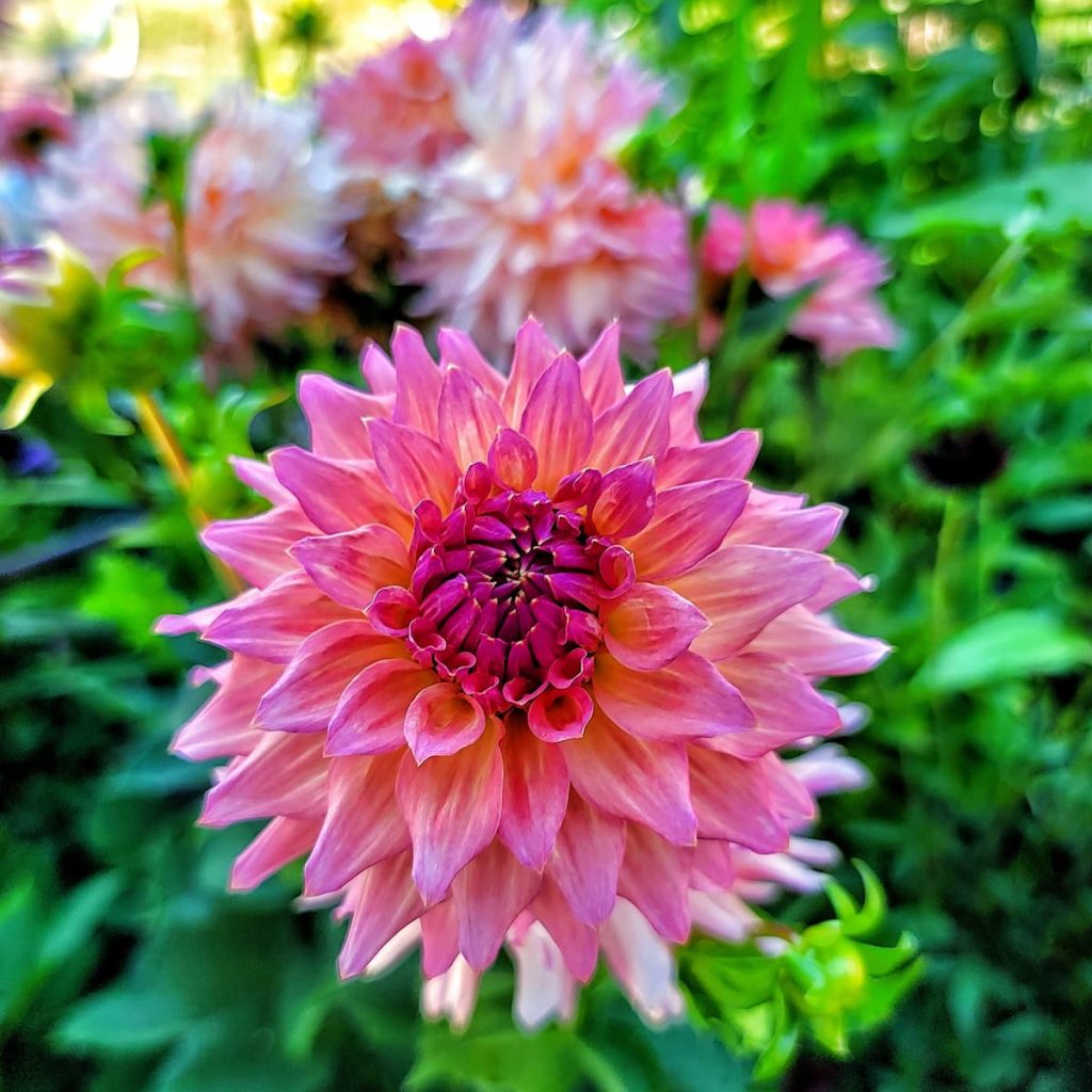 pink dahlias growing in the garden