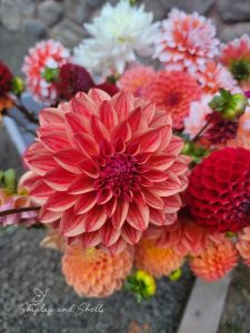 How to Store Dahlia Tubers Over Winter