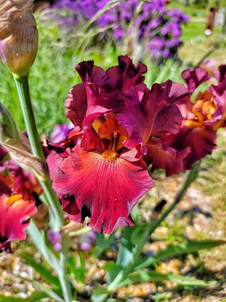 red irises
