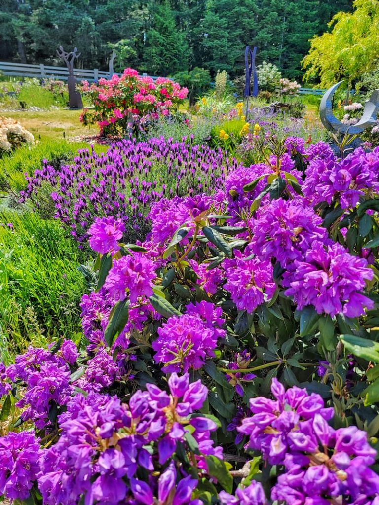 rhododendrons and lavender