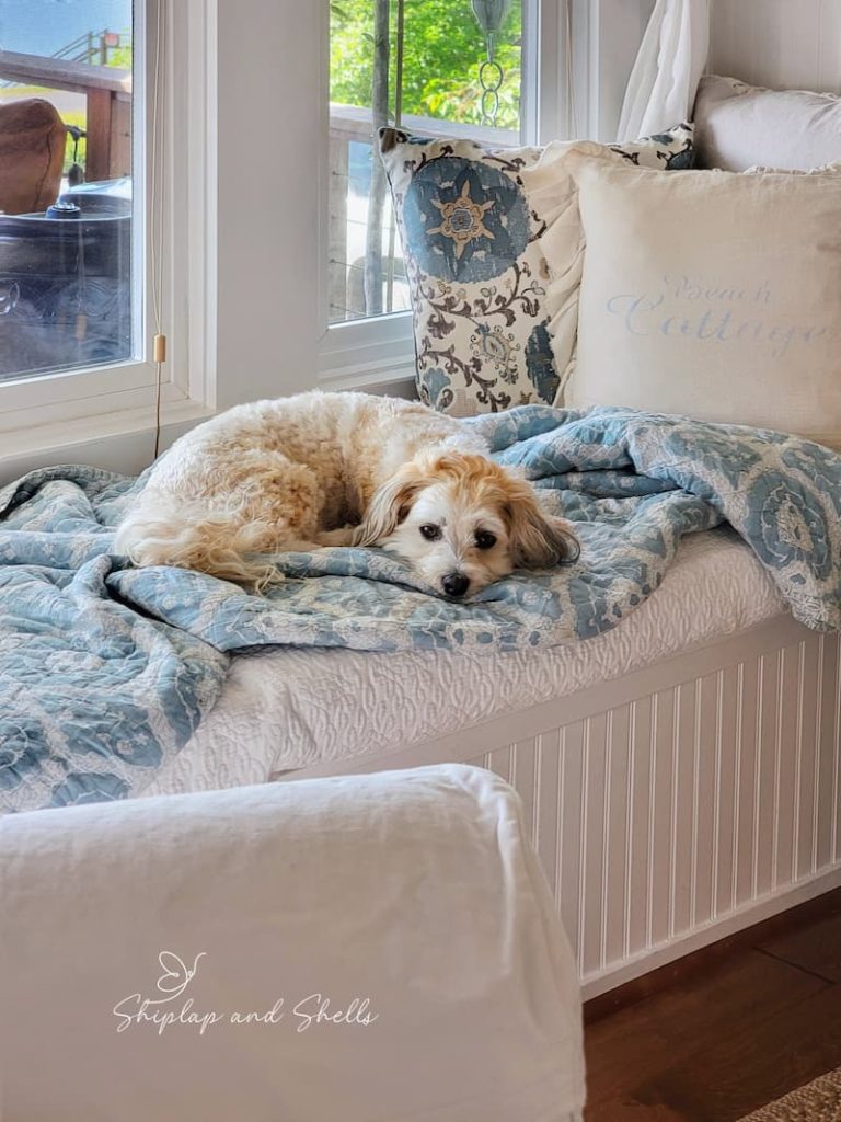 cream dog laying on blue patterned blanker with pillows